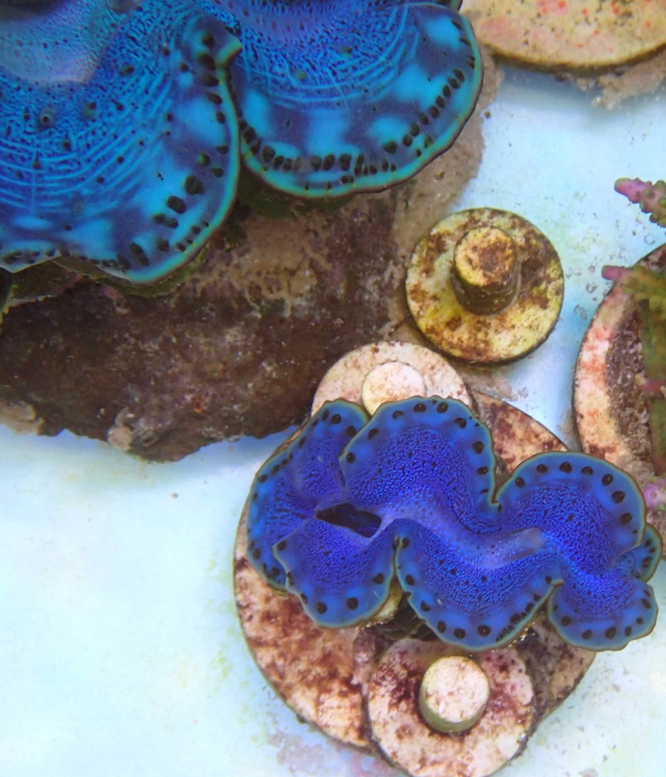 Małża Tridacna Maxima