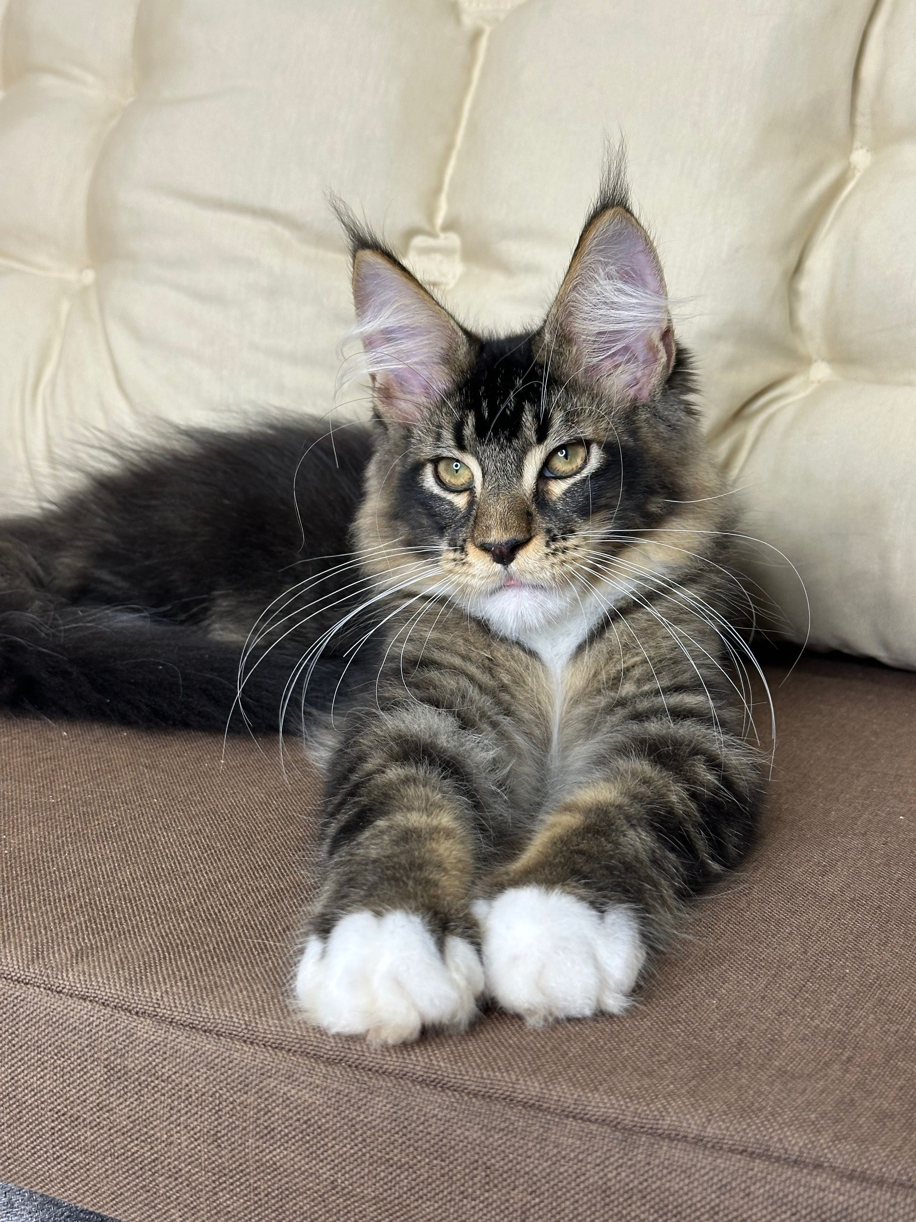 Geralt-kocurek Maine Coon