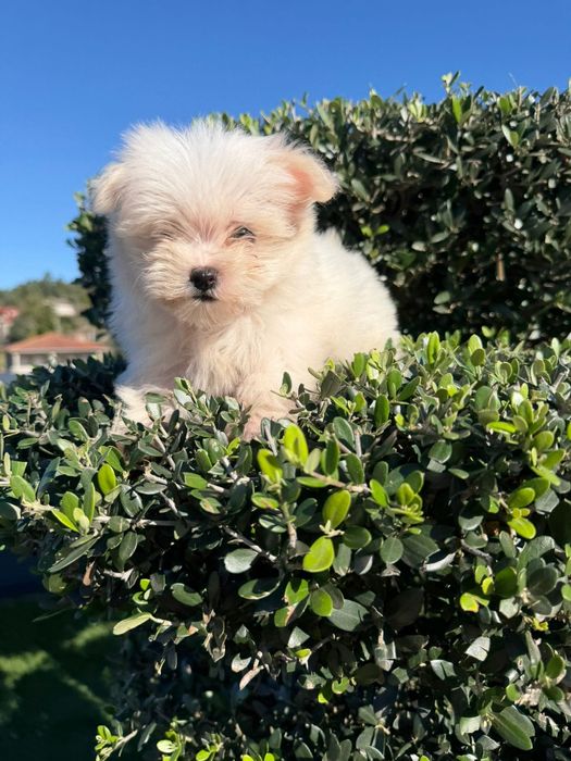 Bichon Maltes   menina linda