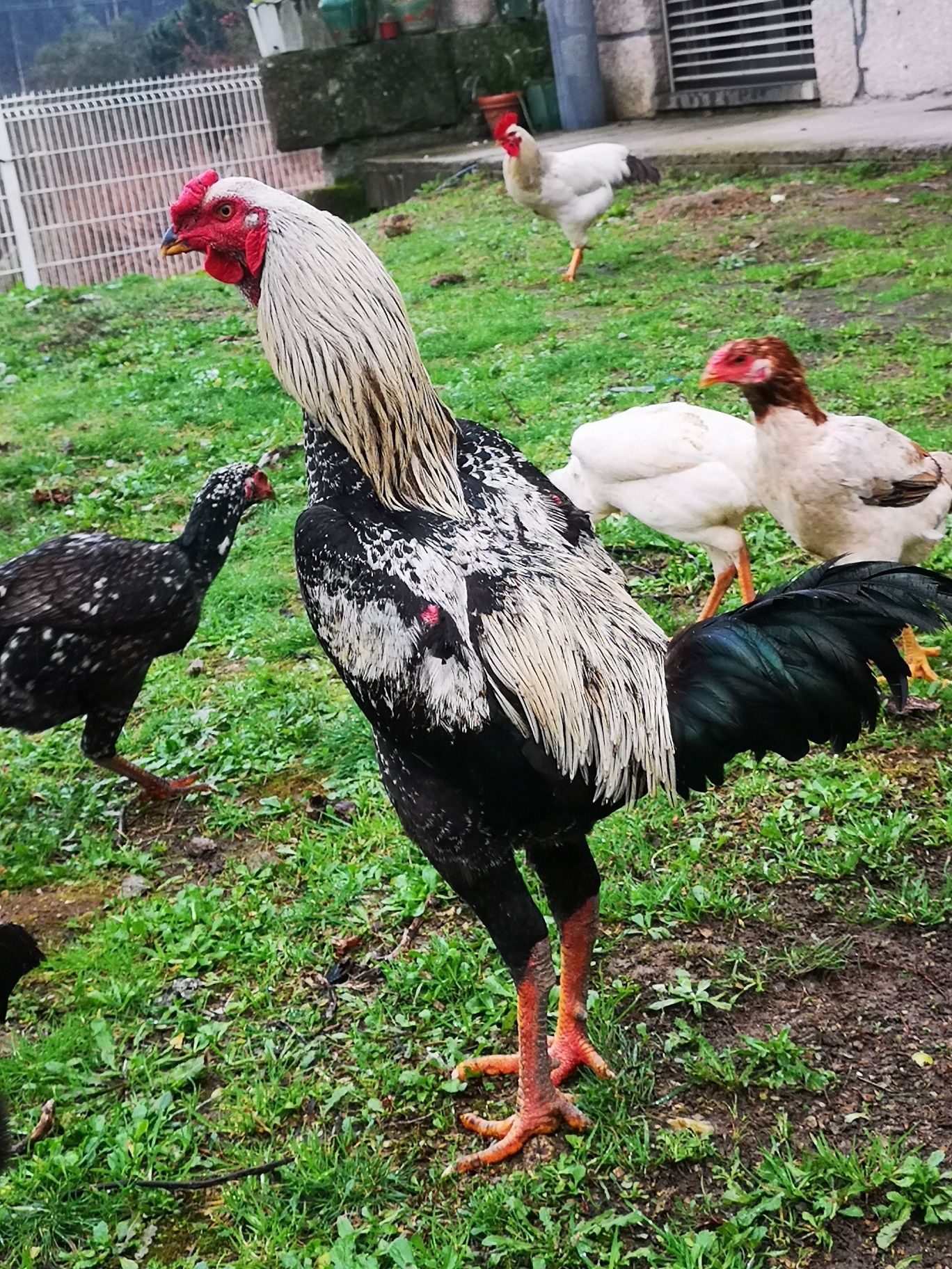 Ovos de índio gigante