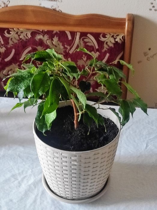 Фікус Голден Монік Наомі