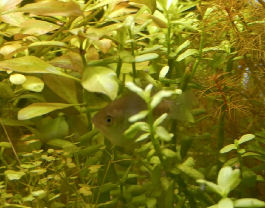 Pretnik Karlowaty SAMICE