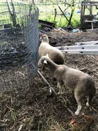 Borrego de 2 meses