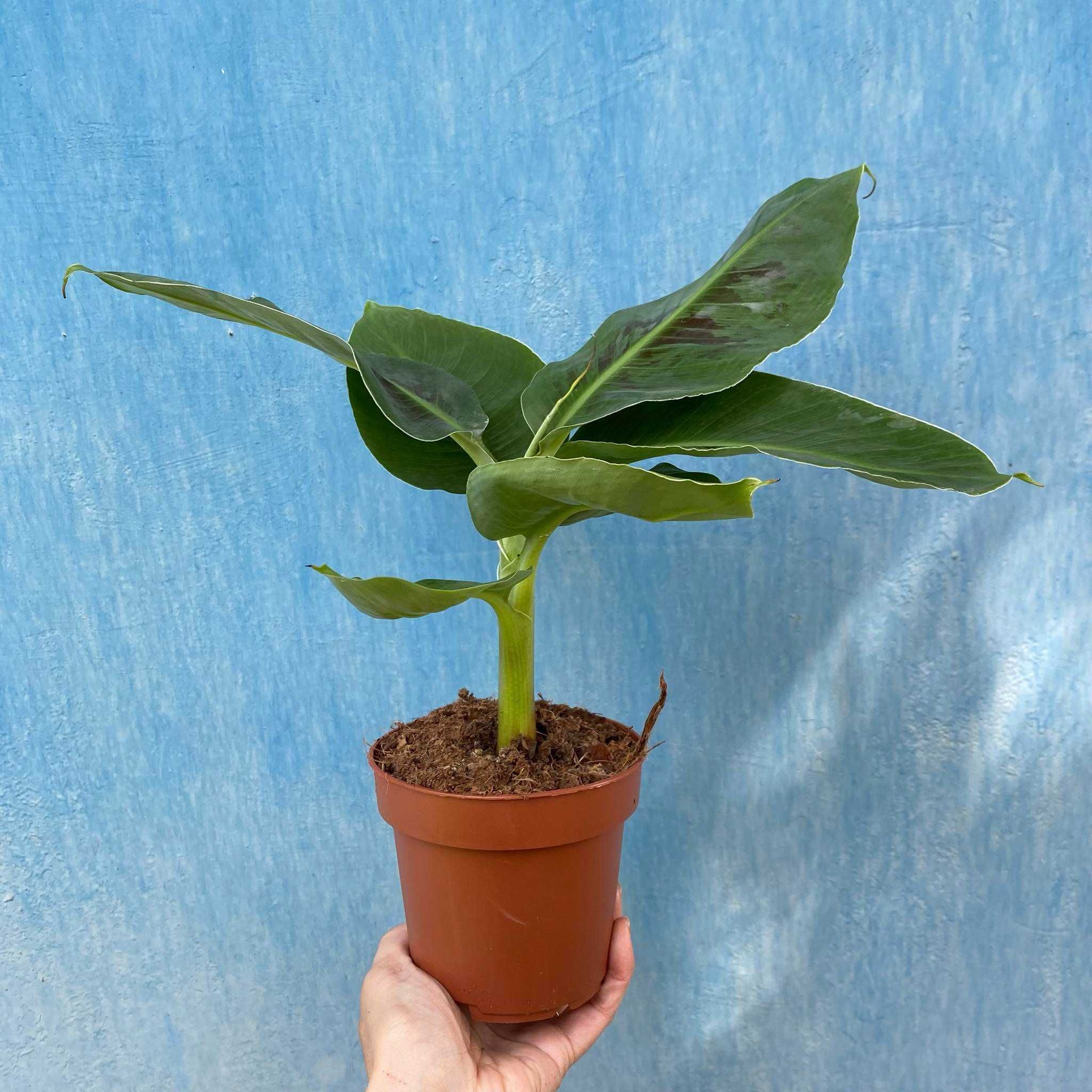 Bananowiec Musa Oriental Dwarf