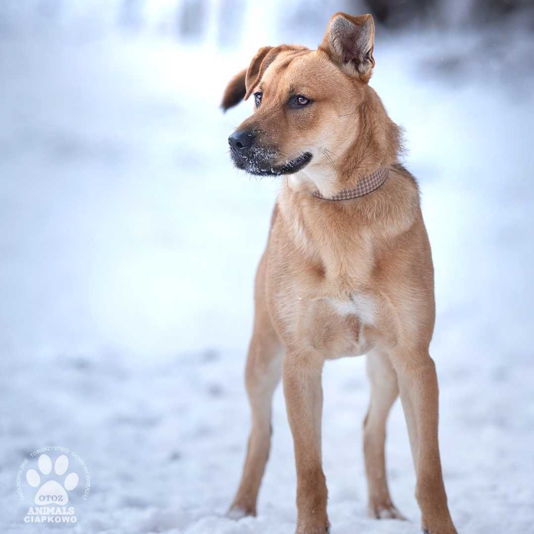 Borys szuka domu! OTOZ Animals Schronisko Ciapkowo