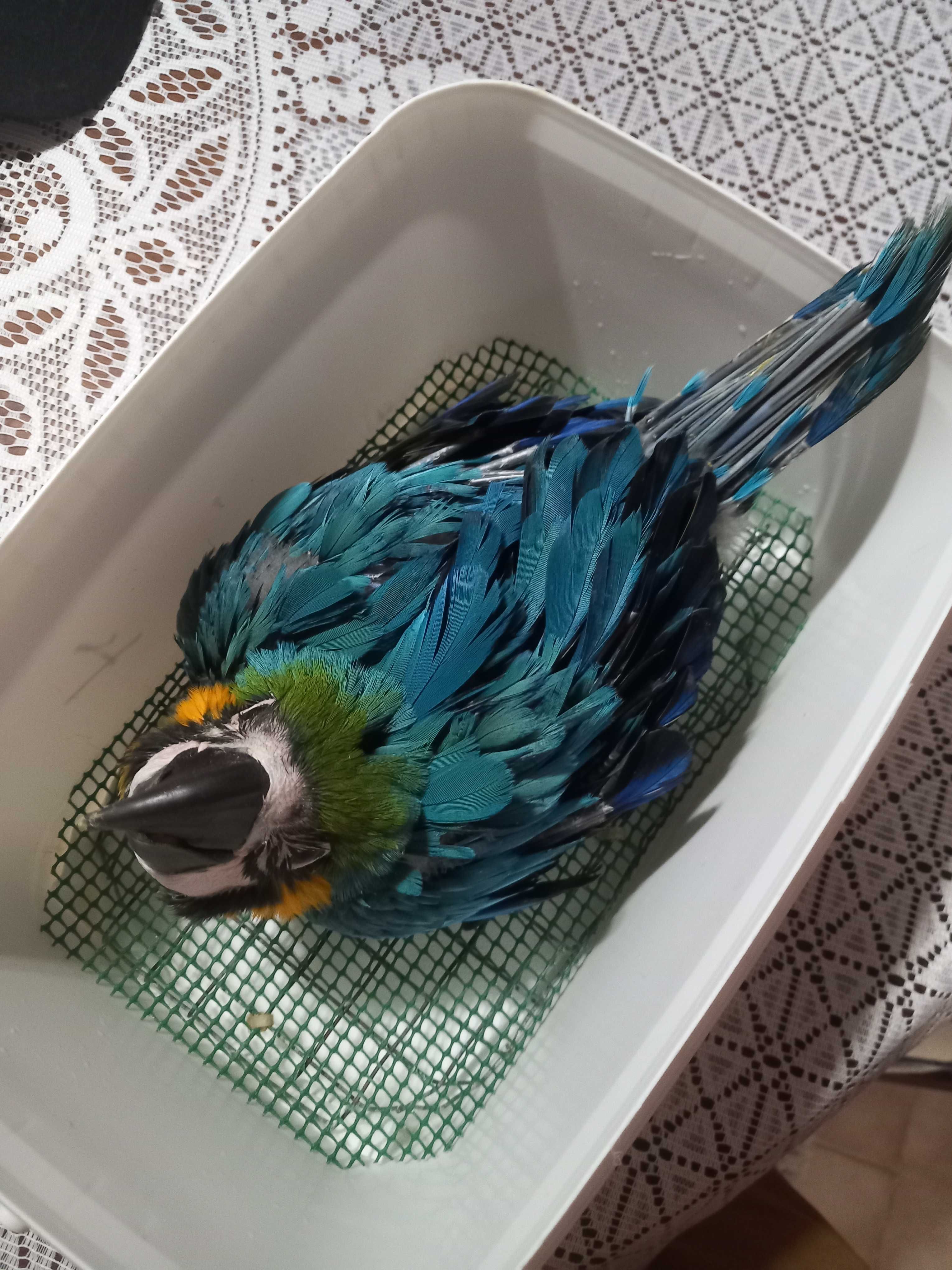 Arara ararauna bebé 8 semanas