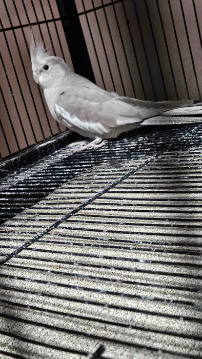 Caturras em excelente estado