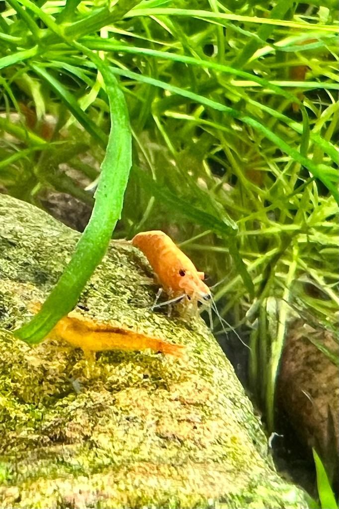 Krewetki neocaridina Orange