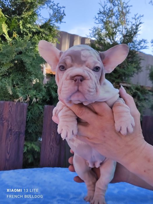 Красотка французький бульдог Нью шейд мерлле.