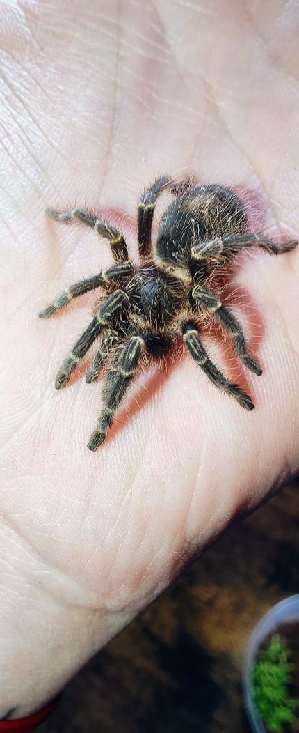 Ptasznik grammostola pulchripes samiczka