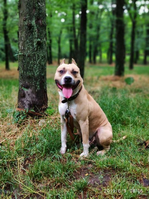 Ам.стаффордширский терьер