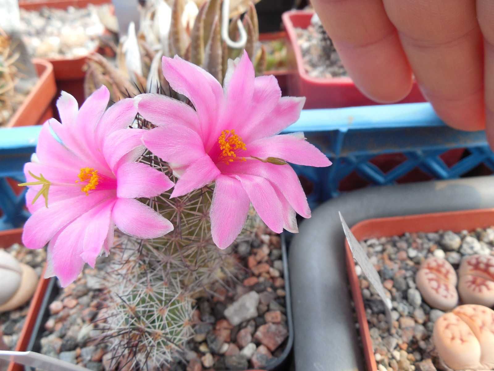 Parodia penicillata