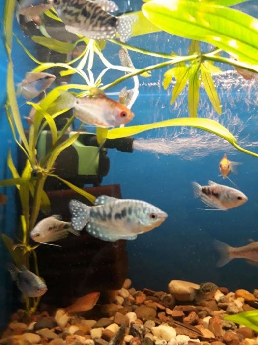 Gurami marmurek mix