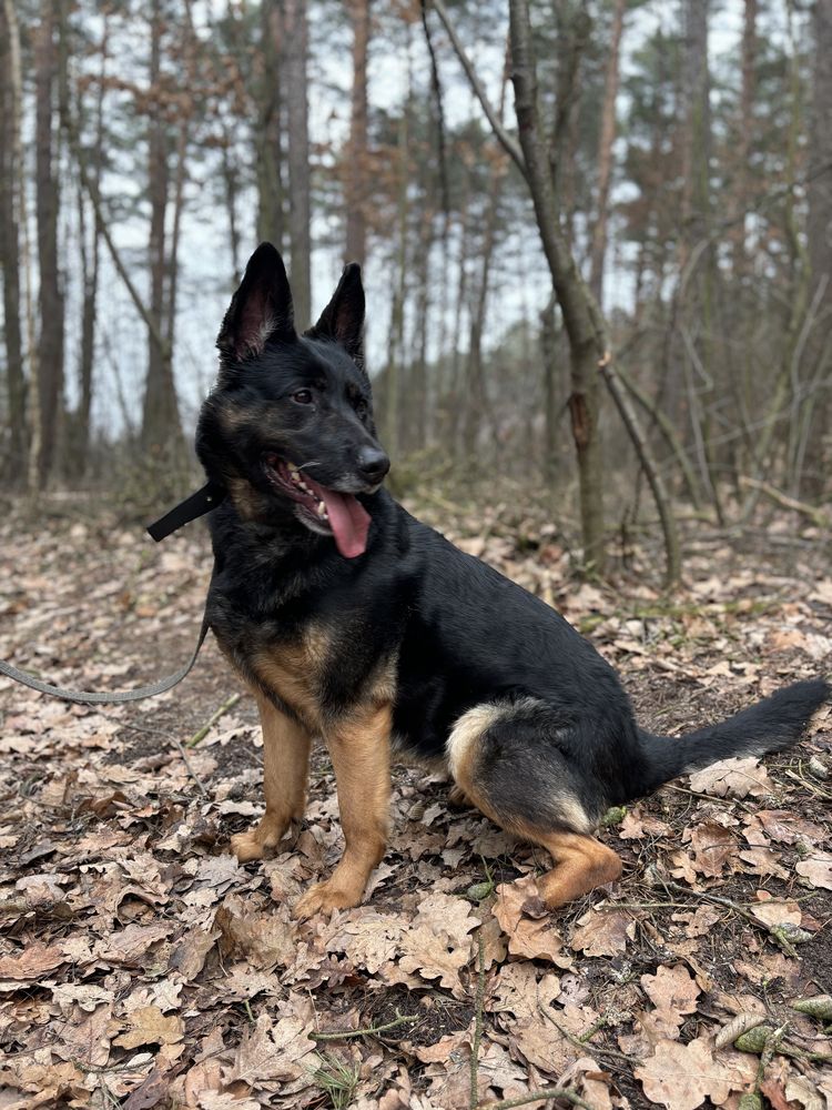 Sana szuka domu!