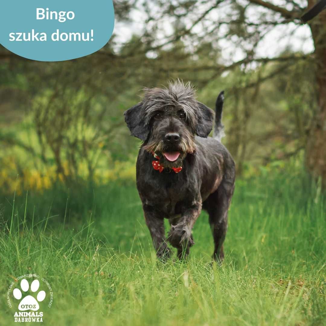 Bingo czeka na szansę - OTOZ Animals Schronisko w Dąbrówce