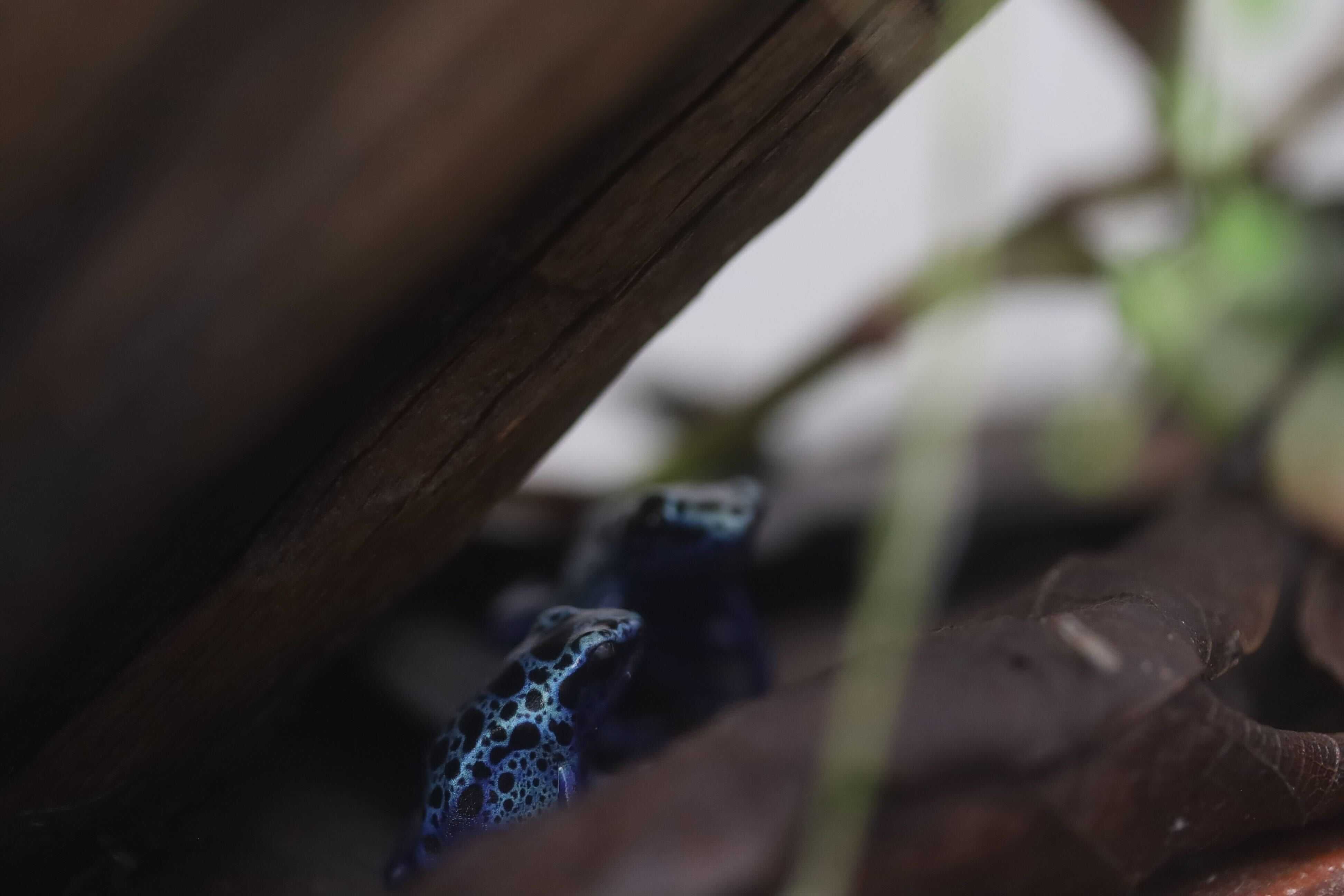 Terrário de Dendrobates Azureus