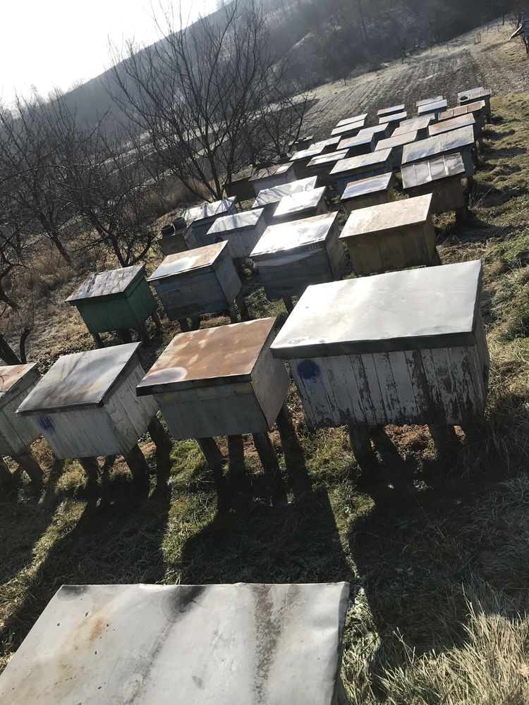 Бджолопакети бджоли бджолосім‘ї