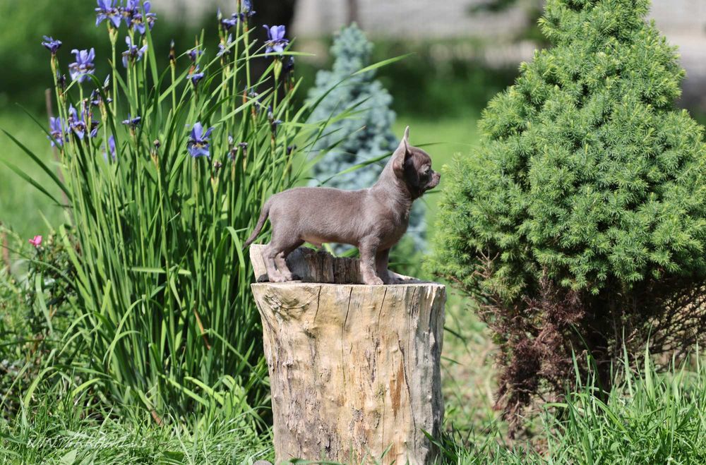 Чихуахуа Вінниця хлопчик лілова перлина КСУ