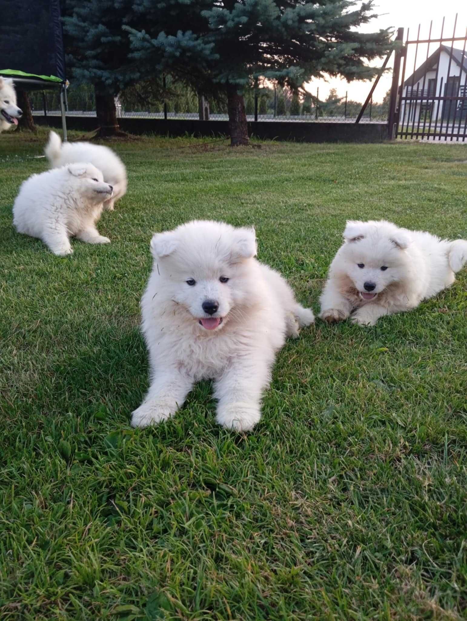 S A M O J E D, Samoyed