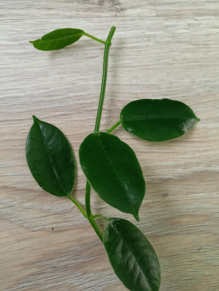 Hoya ciliata rosnąca