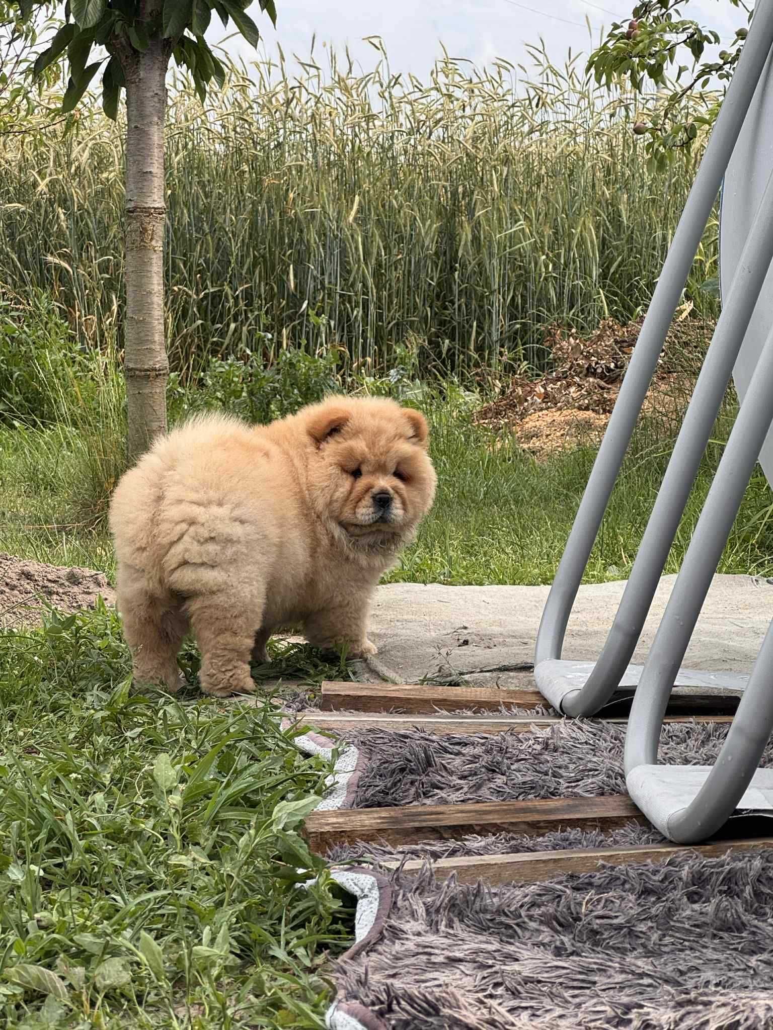 Chow chow cynamonowa Suka