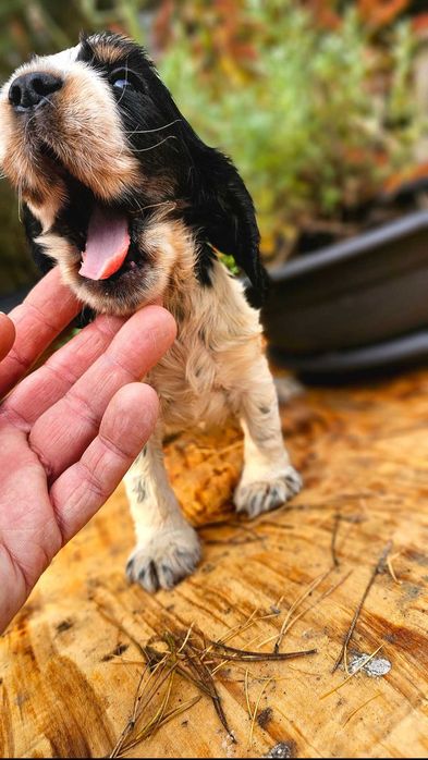 Cocker Spaniel Angielski - Piesek Blue Roan Tan, szczeniak