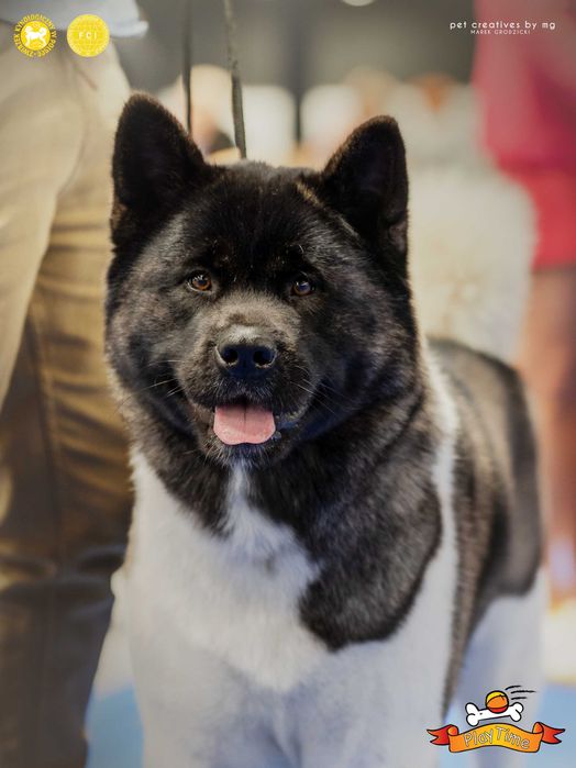 Akita Amerykańska szczenięta -grudzień -zapowiedź miotu - PlayTime FCI