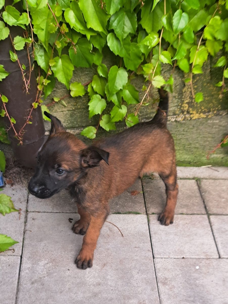 Owczarek belgijski Malinois - suczka