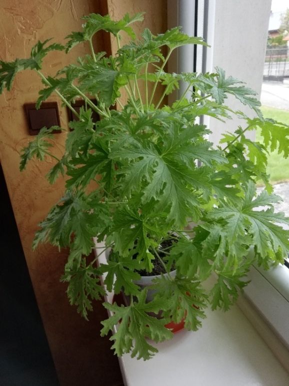 Kwiat geranium, anginka, pelargonia pachnąca