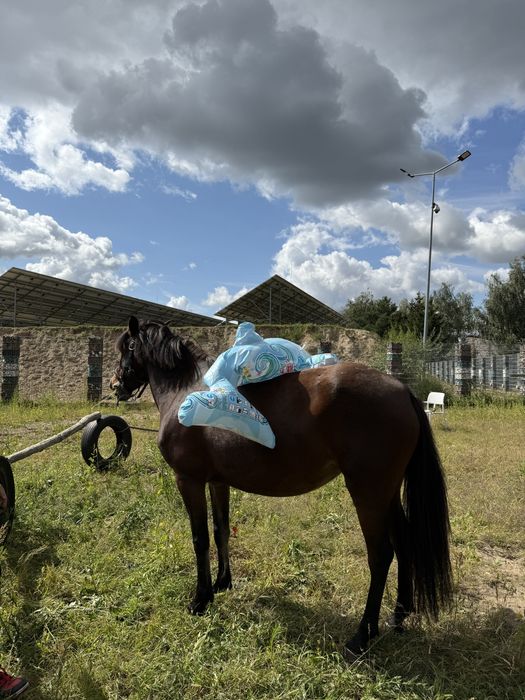 Sprzedam klacz huculską