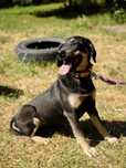 Suczka do adopcji EMKA
