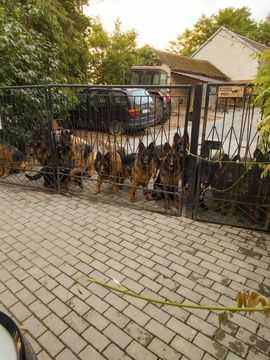 Owczarek niemiecki długowłosy potężny szczeniak A po potężnych psach