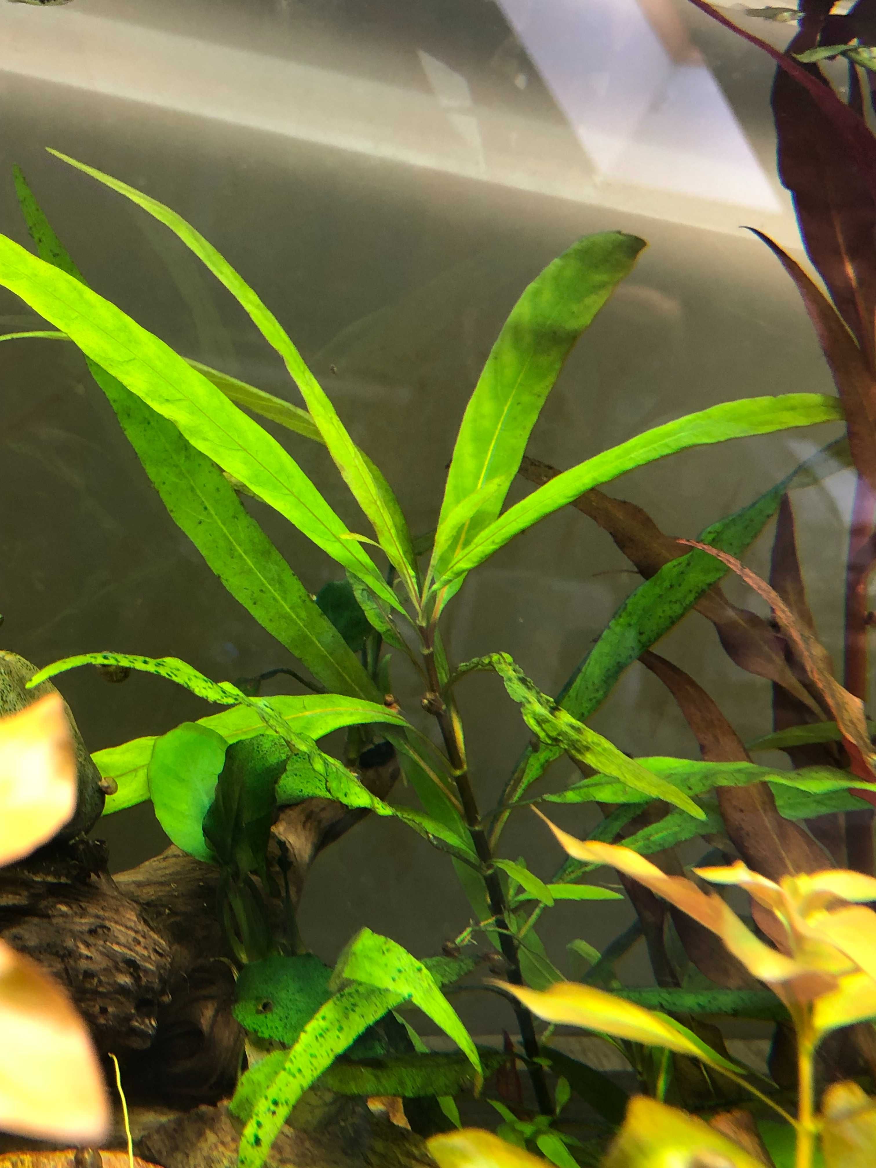 Roślina akwariowa Orzech wąskolistny/hygrophila corymbosa/salicifolia!