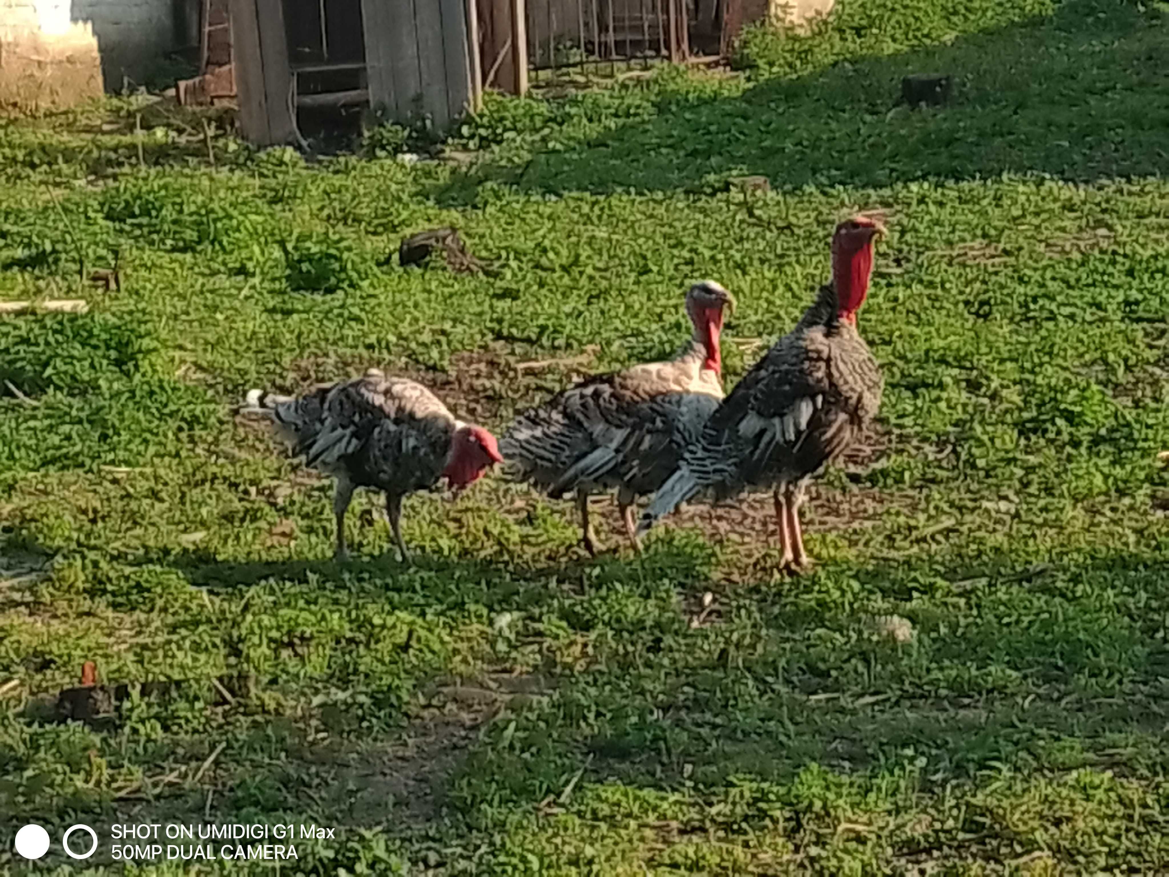 Продам    індики   самці