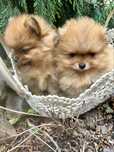 Szpic miniaturowy pomeranian