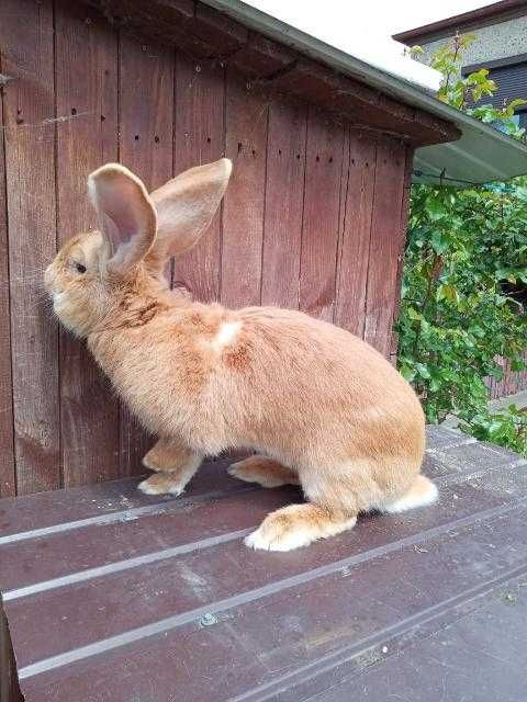 Olbrzym belgijski żółty
