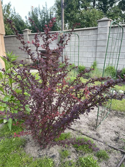 Барбарис Тунберга бордового кольору