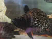 Altolamprologus calvus Black pectoral tanganika