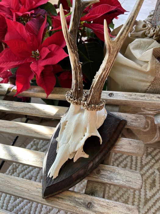 Trofeum myśliwskie/łowieckie jeleń/kozioł z opisem