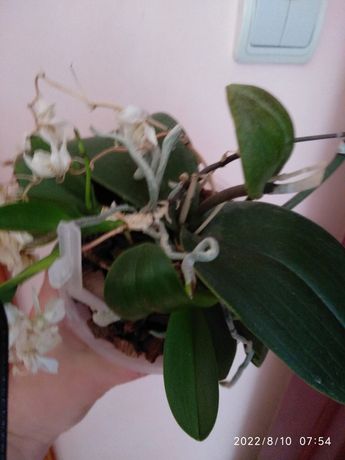 Орхідея дрібноквіткова