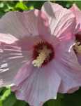 Hibiskus Ketmia w doniczkach