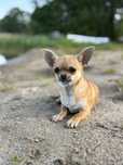 Piesek Chihuahua