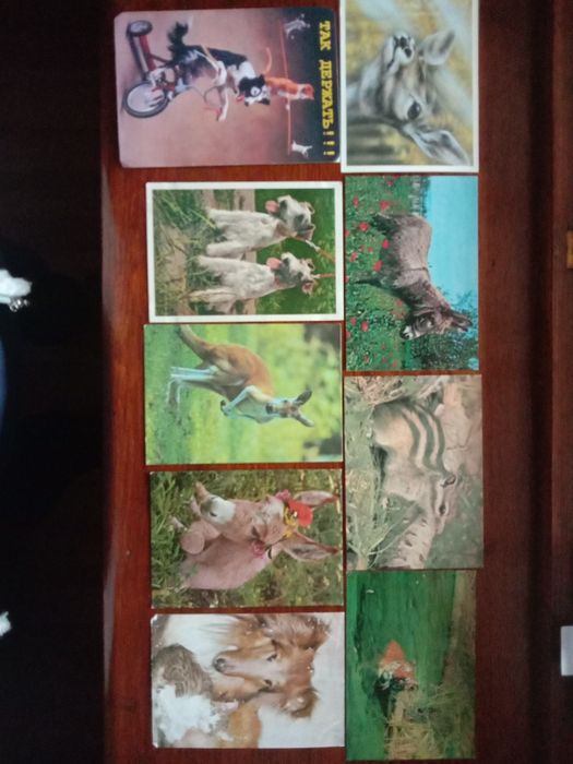 Открытки. Животные. СССР.