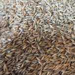 Owies na sprzedaz 500kg