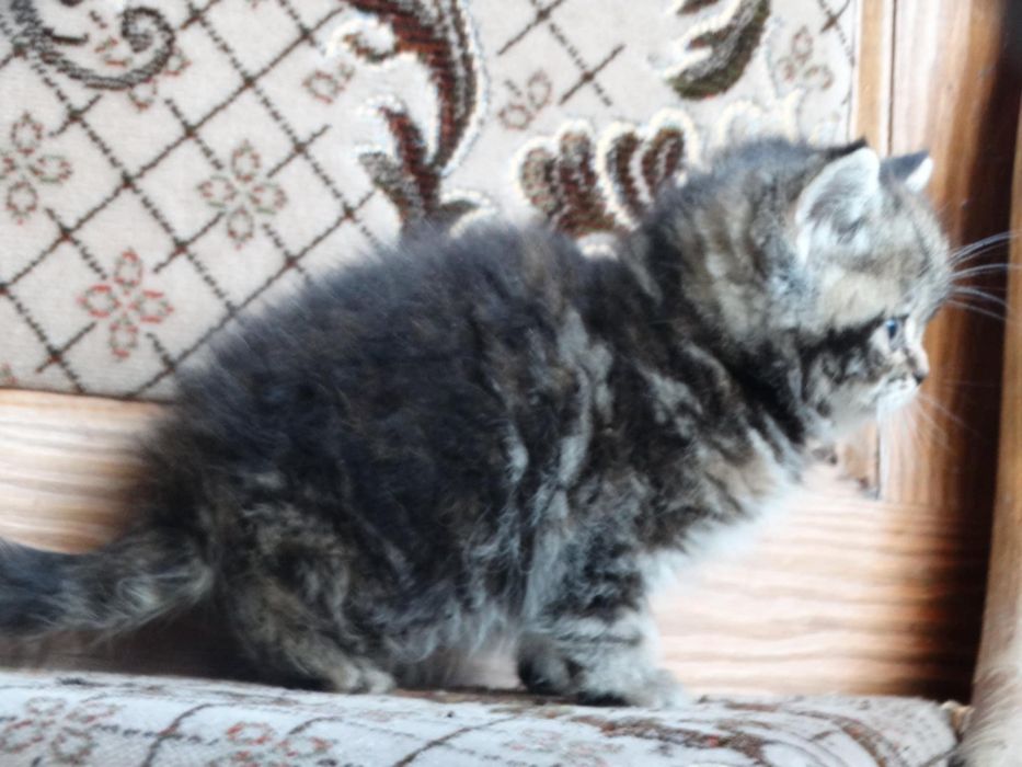 Kot, Kotka szkocka złoto czkoladowa tabby