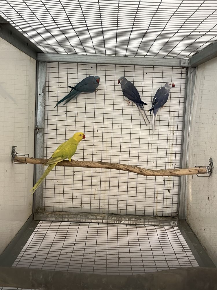 Ring necks adultos