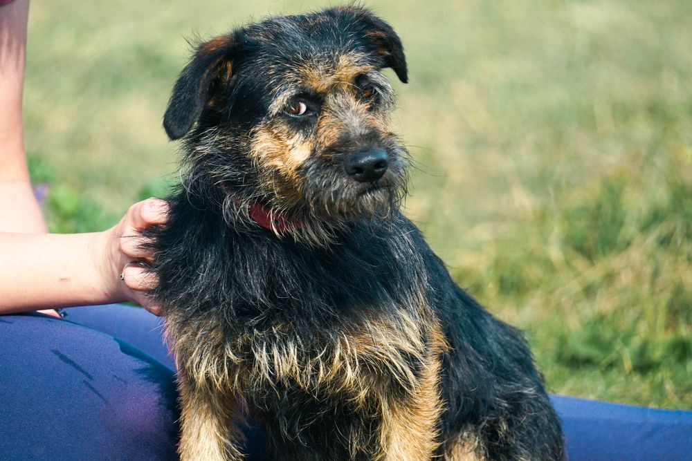 LASTKA - śliczna, niewielka, szorstkowłosa sunia