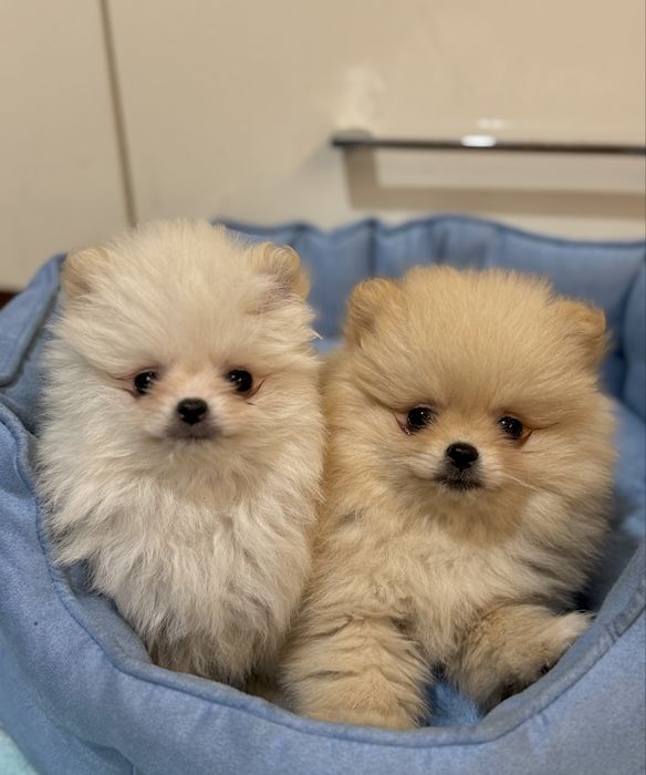 Szpic Miniaturowy PIĘKNY szczeniaczek