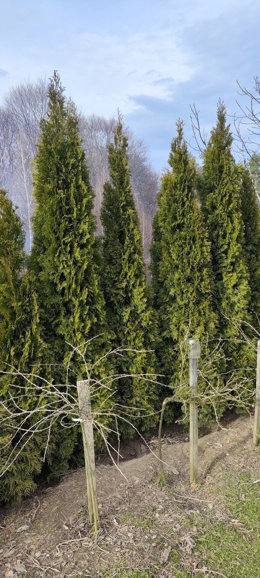 Thuja szmaragd cyprys cyprysy duże 250 300