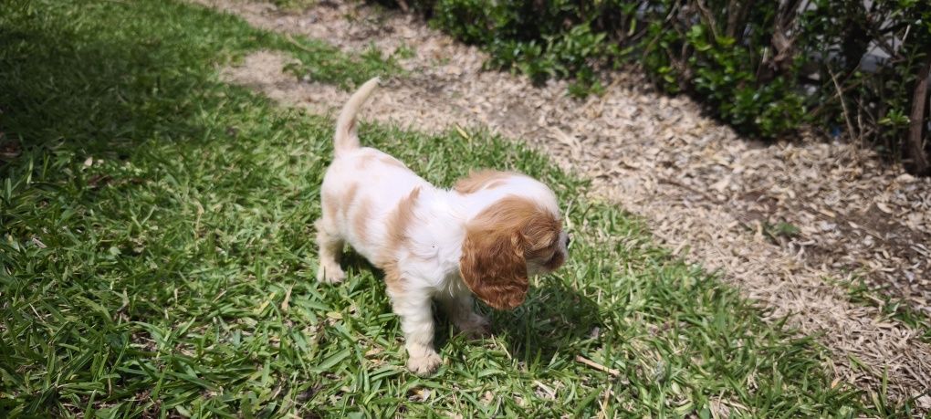 Cavalier King Charles Fêmea criado em ambiente familiar disponível par